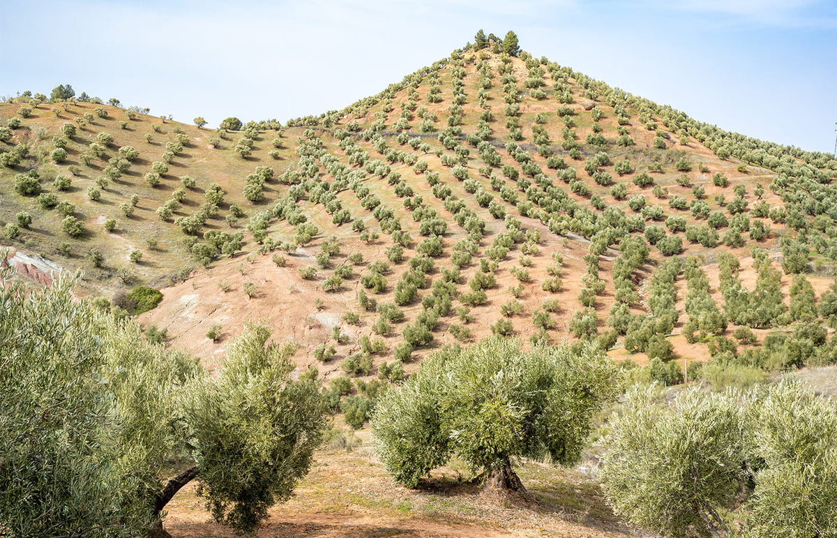 Griechischer Olivenhain in Hanglage