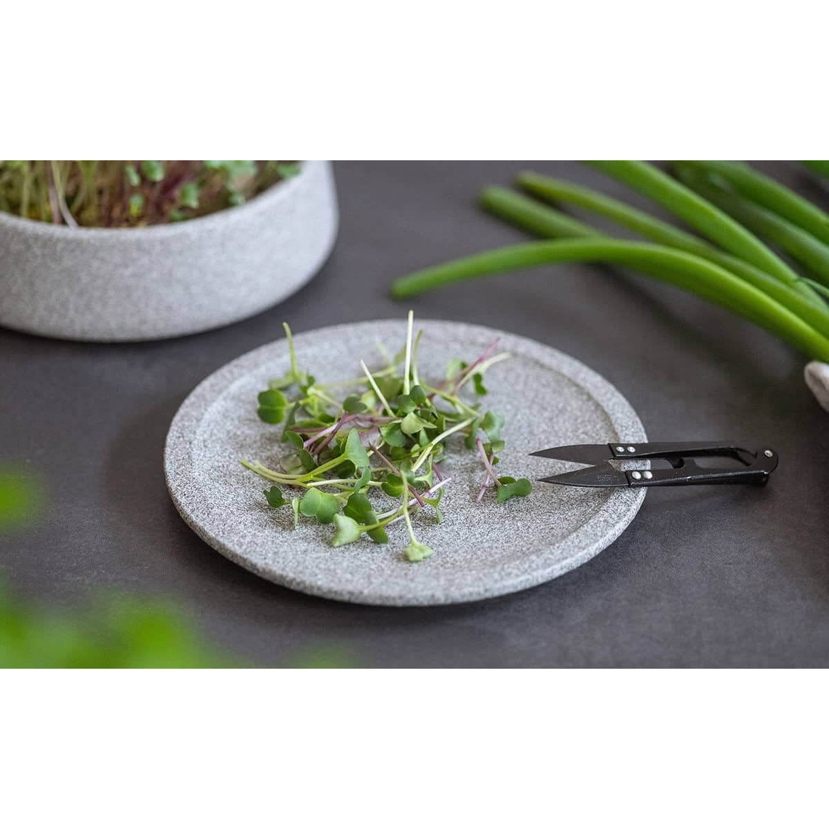 Microgreens und Schere auf dem Ernteteller Granicium von Denk by Denk Keramik, mit grünen Zwiebeln und einer Schale mit Microgreens im Hintergrund.