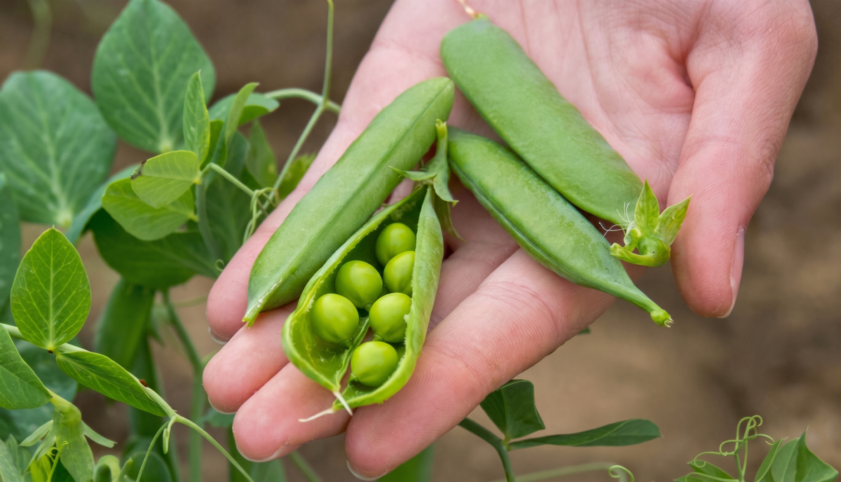 Hand mit gepflückten Erbsen aus der Natur